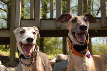 Happy Greyhounds