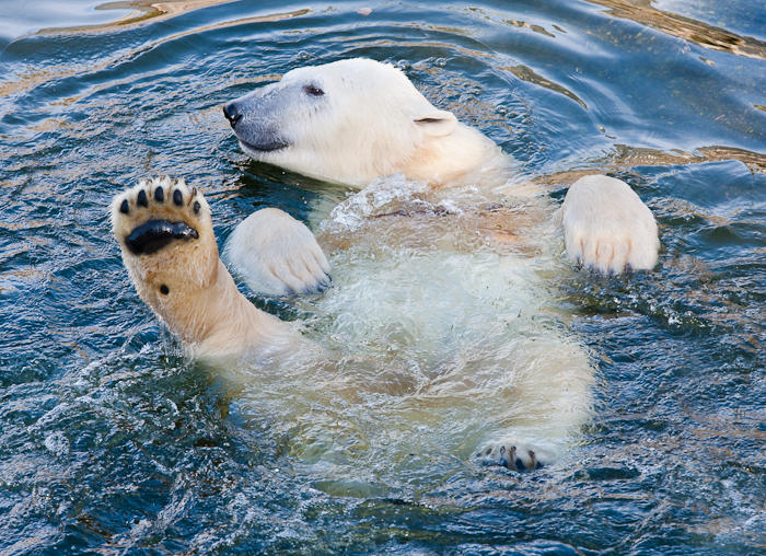 Polar bear2 by markotapio