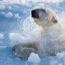 Polar bear3
