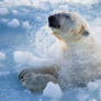 Polar bear3