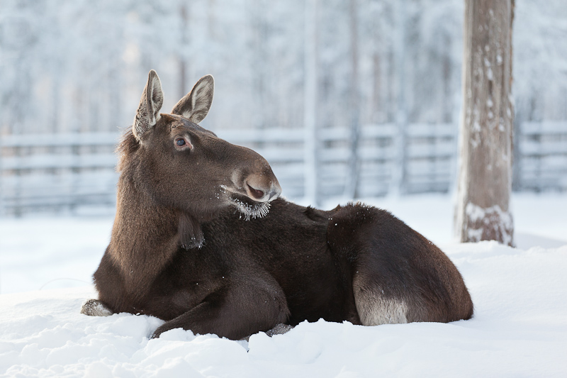 Moose