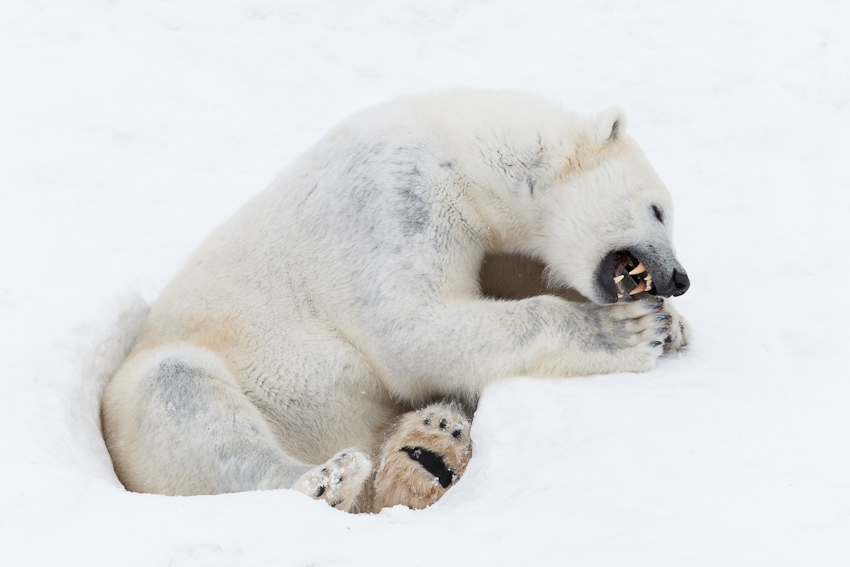 Sitting polar bear