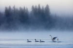 swan2 by markotapio