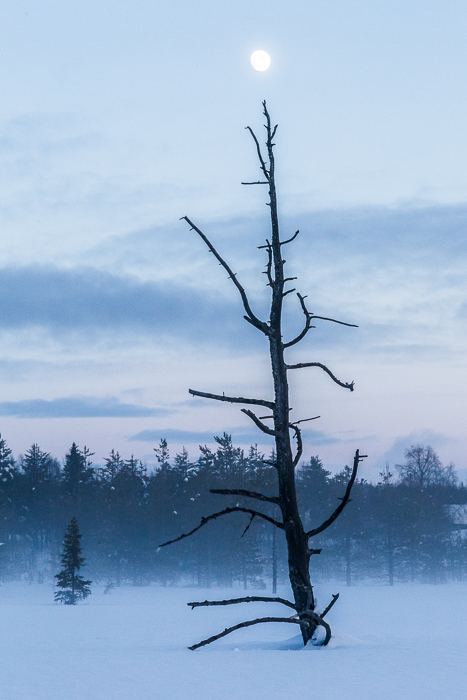 Tree and the moon