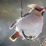 bird24