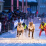 Rovaniemi Reindeer Sprint Race