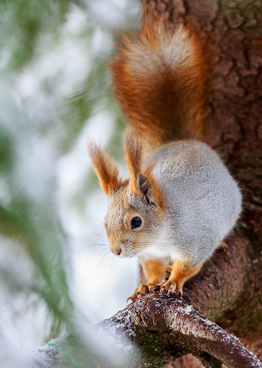 squirrel by markotapio