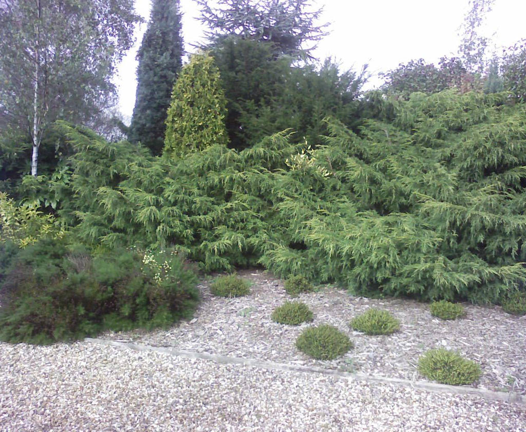 Shrubbery Pattern Shrubbery by TinaLouiseUk on DeviantArt