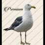 Seagull Png