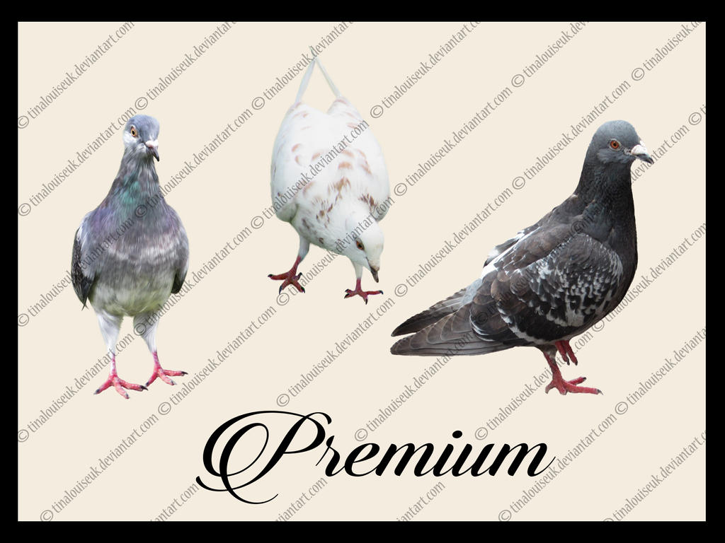 Pigeon Png pack