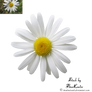 Daisy png