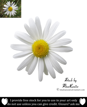 Daisy png