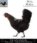 Chicken by TinaLouiseUk