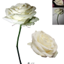 White Rose