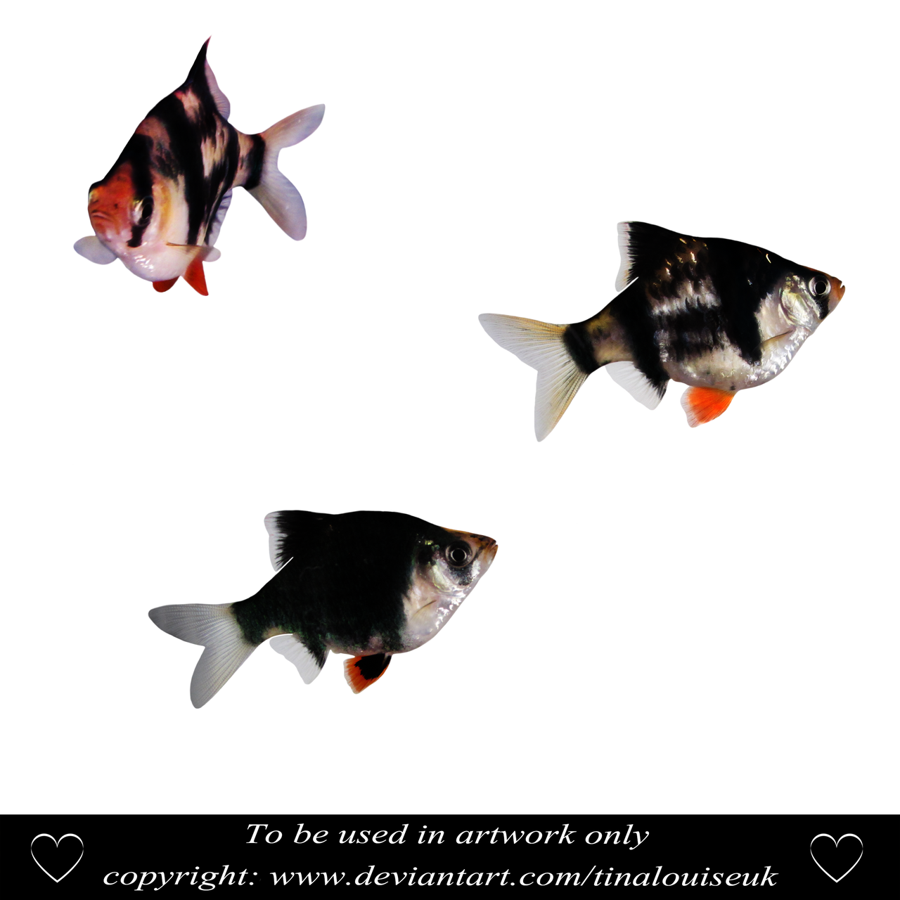 Fishies