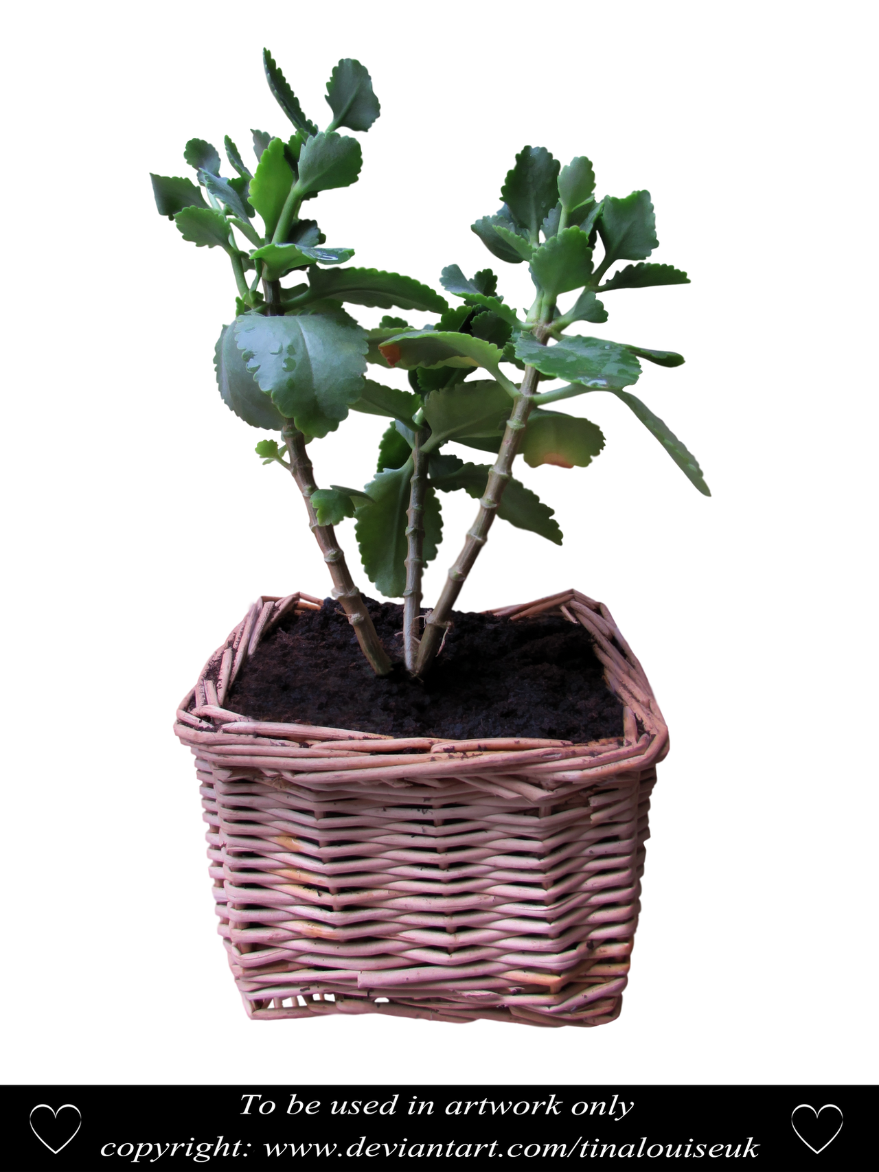 Potted plant