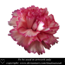 Pink Carnation head 2