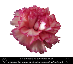 Pink Carnation head 2 by TinaLouiseUk