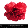 Carnation head