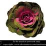 Ornamental cabbage head