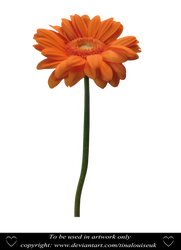 Orange Daisy