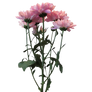 Pink daisies