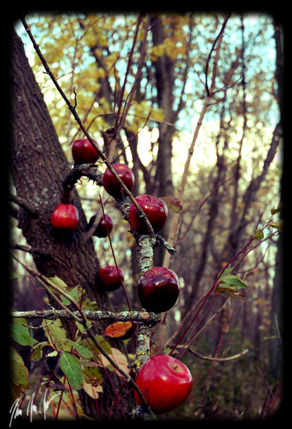 luring snowwhite.