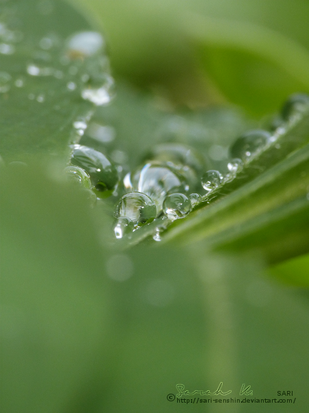 After a Rainy Day