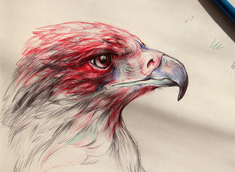 eagle sketch
