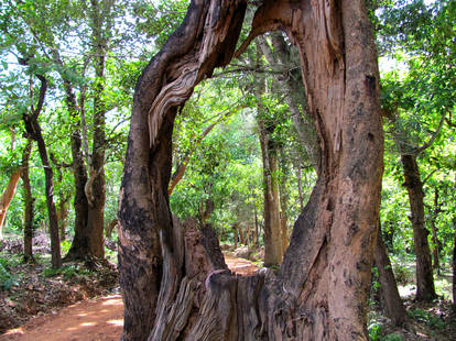 Tree With A Hole