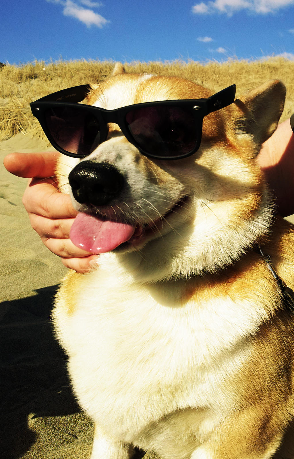 Cool Corgi