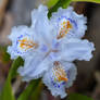 Japanese Fringed Iris
