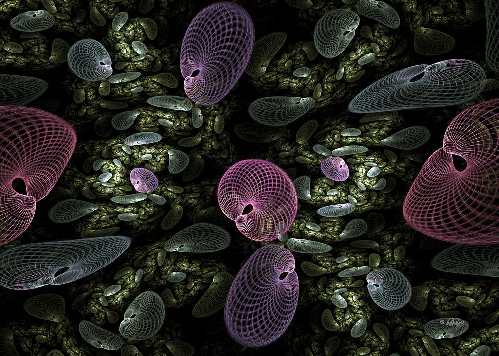 Fractal Clams