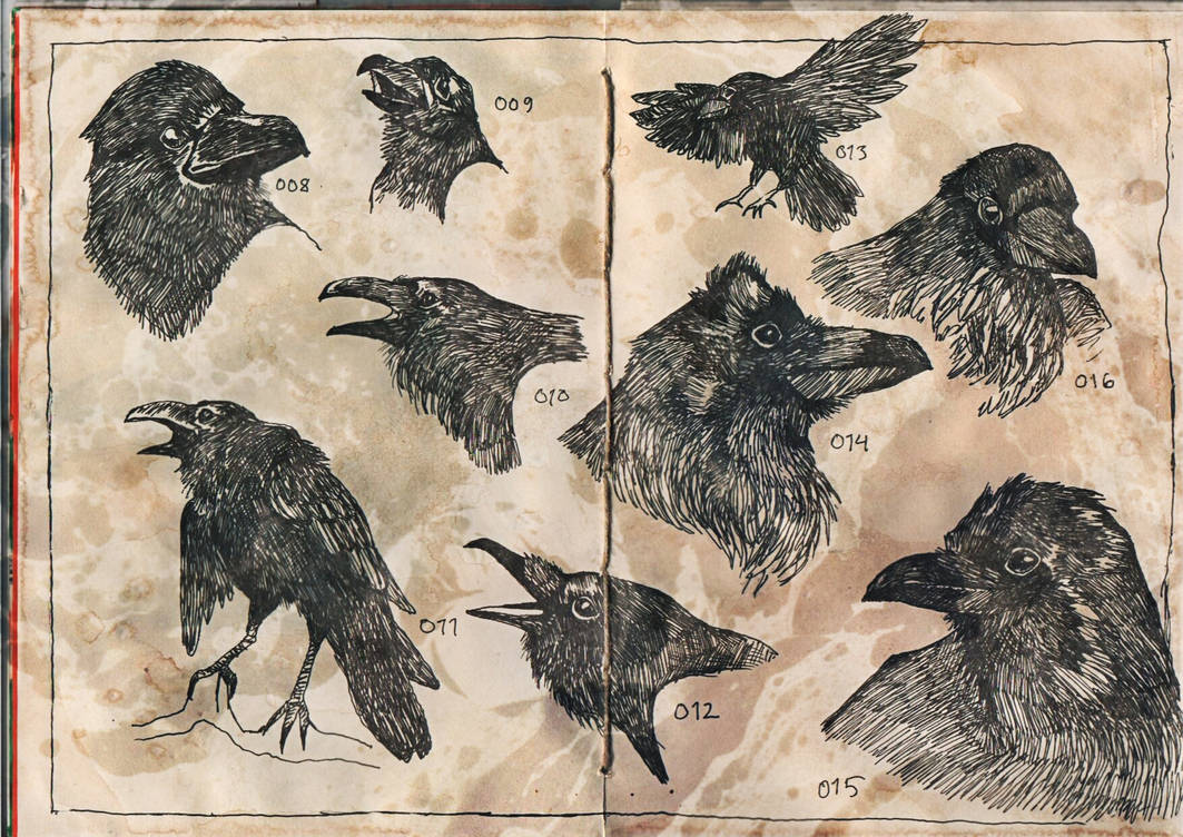 Raven studies2 by floidiv on DeviantArt