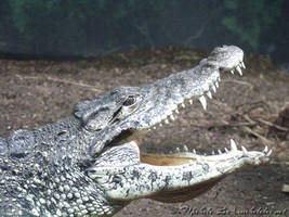 Cuban Croc