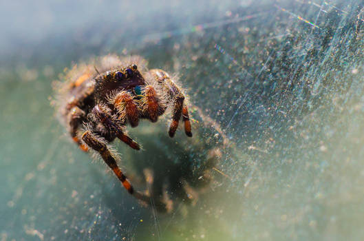 Bold Jumper Spider