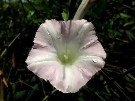 Flower w/ raindrops