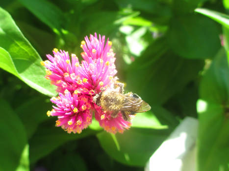 Honey Bee at work