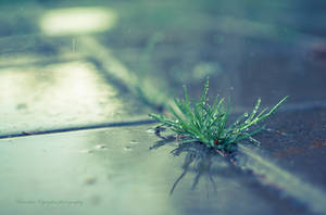 Remember the Rain by laksas Remember the Rain by laksas