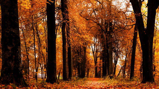 Forest meets Autumn