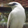 Jalak Bali / Bali Starling