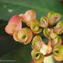 euphorbia