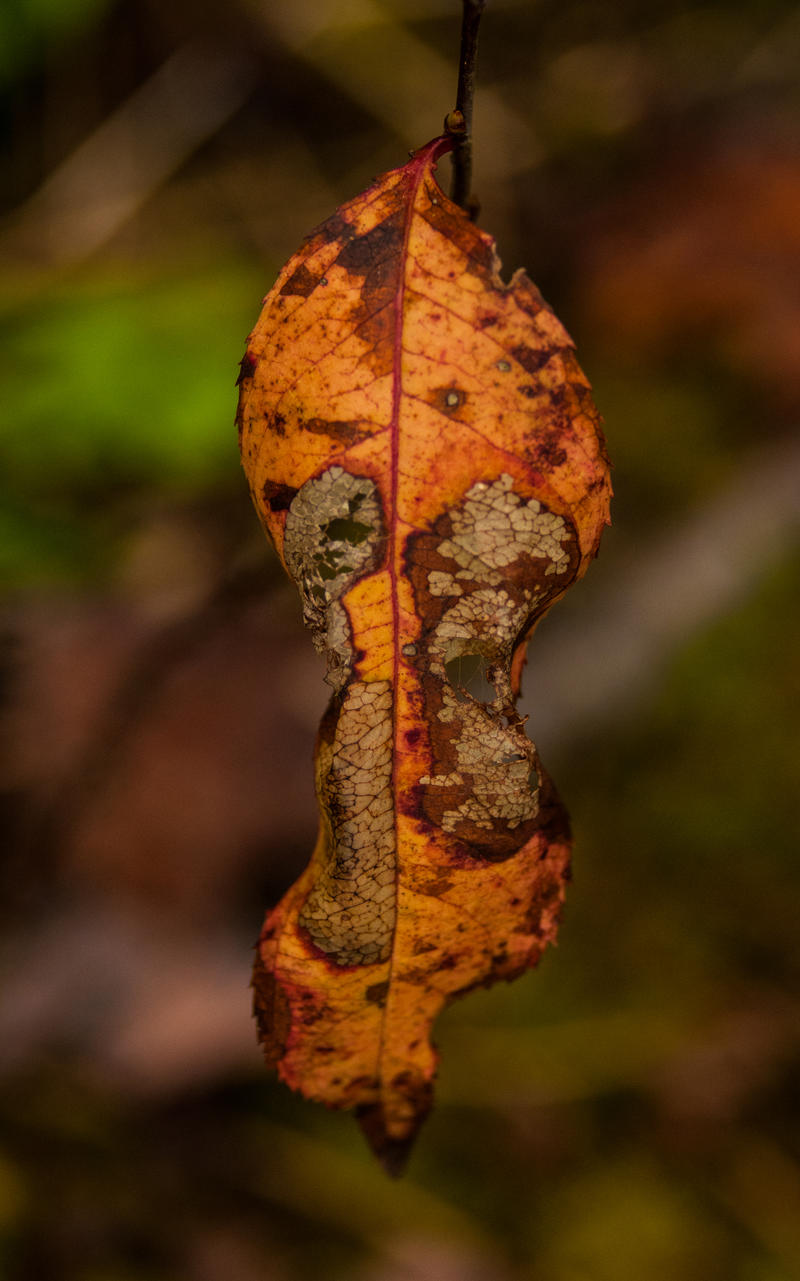 Decay Beutiful Beautiful Decay by TSWright on DeviantArt