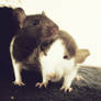 le new rats