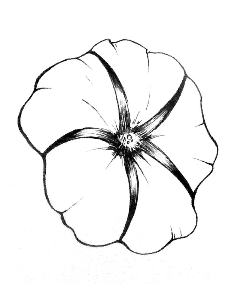 Flower studies- Morning Glory by SheepNumber97245 on DeviantArt