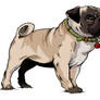 pug