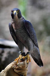 Peregrin Falcon