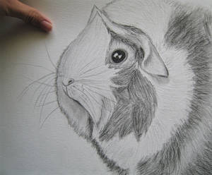 Guinea Pig Rosie Portrait pencil