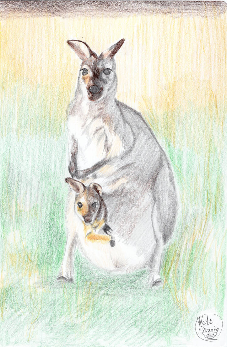 kangaroo by Weltexplorertopics on DeviantArt