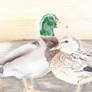 Deux oies (Two canards)